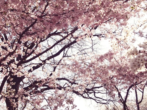 cherry blossom tree on Tumblr