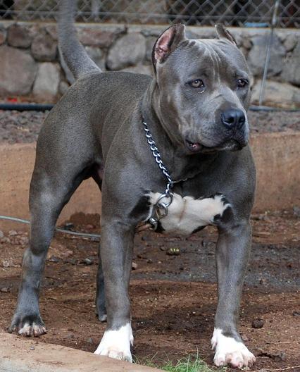 Blue Pitbull Dog