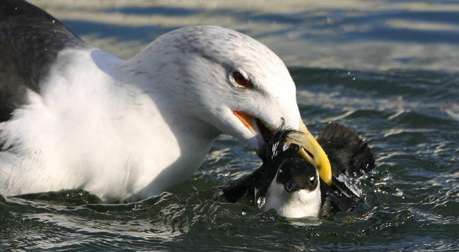 Great Black-backed Gull feeding