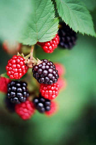 raspberrytart:

Summer crop (by chizuru-bis)
