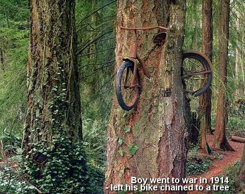 A boy left his bike chained to a tree when he went away to war in 1914. He never returned, leaving the tree no choice but to grow around the bike.