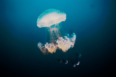 prevailing:

Jellyfish (by Siniša Jagarinec)
