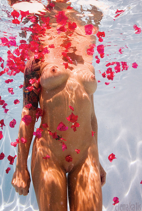  : in a pool of petals