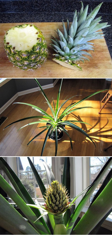 DIY of the day! Did you know that you can simply plant the top of a pineapple in a pot and grow another?
(via Planting A Pineapple — Tickled Red - StumbleUpon)