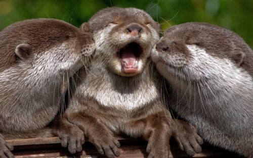 thedailywhat:More Adorable Animals Being Adorable of the Day: Its an adorable animal sandwich!: Two randy otters nuzzle a third at Marwell Wildlife in Hampshire.[telegraph.]Earlier: All-black mini pigs.