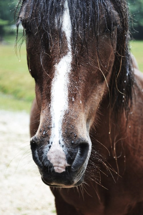 I have loads more close up portraits of the New Forest Ponies/Horses on my Tumblr if people wish to see more, they are such lovely creatures.