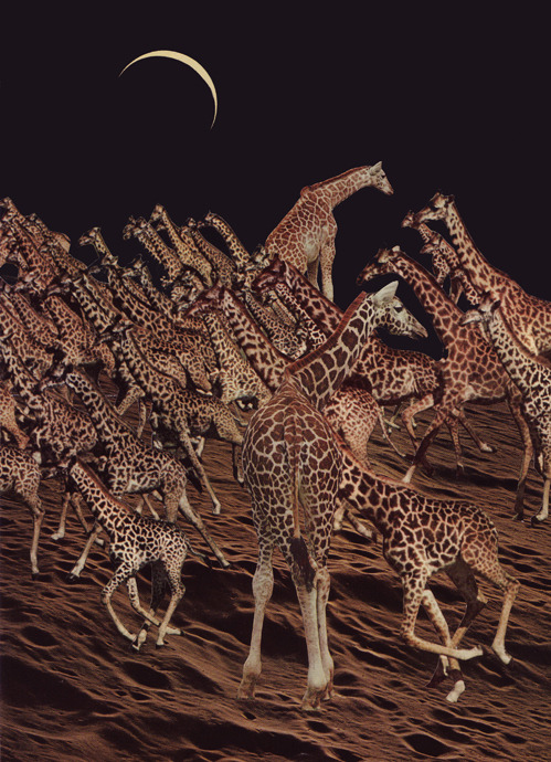 Beth Hoeckel | bethfromabove - Giraffic park
[Tumblr Monday with oxane]