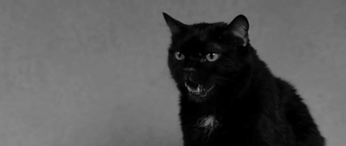 drag me to hell black cat gif | WiffleGif