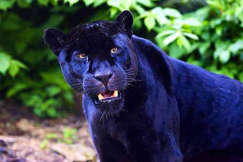 theanimalblog:

Black Jaguar (by sparky2000)
