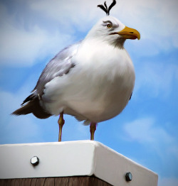 Natural Angry Bird - Egg Bomber