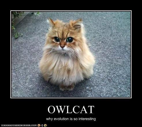 Owl Evolution