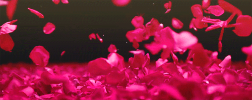 petali di rose