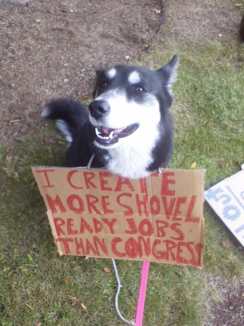 Out of work sled dog at Occupy Anchorage.<br />
Submitted by Chena