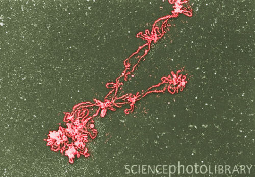 Chromosome Micrograph