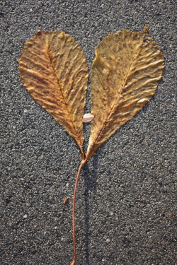 nickrollawaythestone:

my boyfriend took this photo and gave it to me, it&#8217;s a love leaf! 
