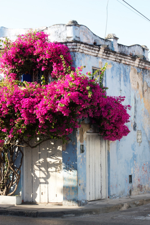 t-e-l-e-p-a-t-h-y:

Love little towns like this with gorgeous trees and flowers that are just so natural and stunning…. Mexico.

