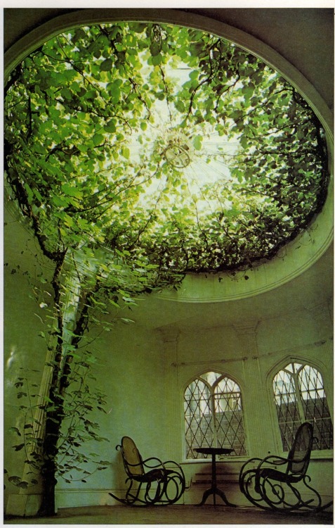 Ficus carica (the plants) makes a breathtaking display of aerial greenery filling the glass dome of what was once a chapel. Tradition has it that the dome was built round the tree. see how plants can be amazing…