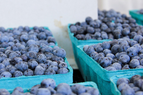 ishuman:

Blueberries Fulton Street Farmers Market July 02, 20113 by stevendepolo on Flickr.
