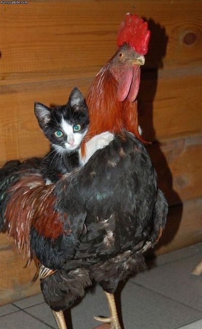 Tiny Pussy Riding a Huge Cock
