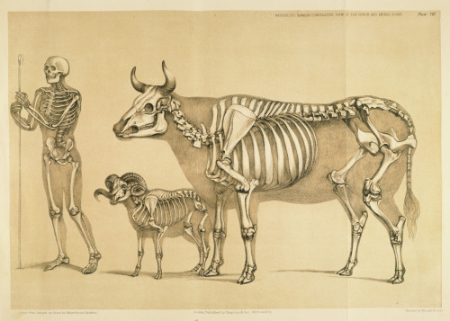 Man (Homo sapiens sapiens), Cow (Bos taurus), and Ram (Ovis aries)
The structure of the ruminant animals varies considerably. It&#8217;s important for the artist to recognize the vertebral layout and rib structure, even of animals that are covered in thick wool or fur. Wild bovids (such as bison) and aurochs have extended cervical vertebrae that form a &#8220;hump&#8221; over their shoulders.
A Comparative View of the Human and Animal Frame. B. Waterhouse Hawkins, 1860.