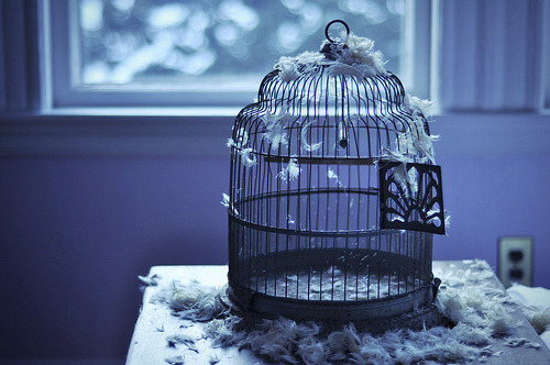 ผลการค้นหารูปภาพสำหรับ tumblr bird in cage