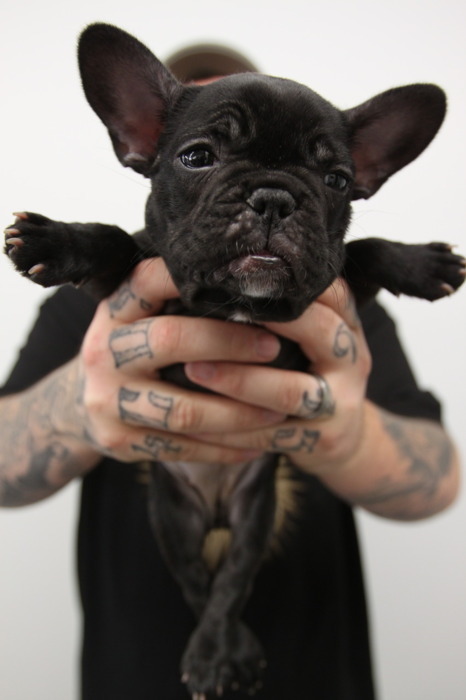  cute dog sweet black pitbull black tattoos tats ink finger 