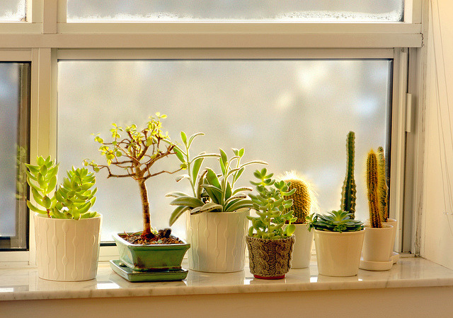 A windowsill succulent garden.