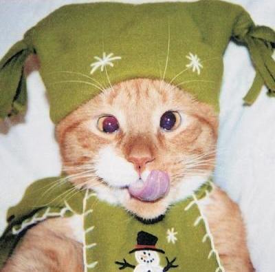 Check out this festive cat 