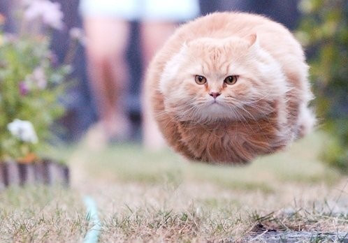Check out this funny flying cat