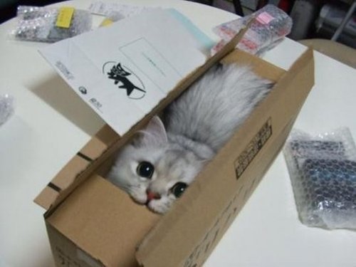Check out this funny kitten in a box