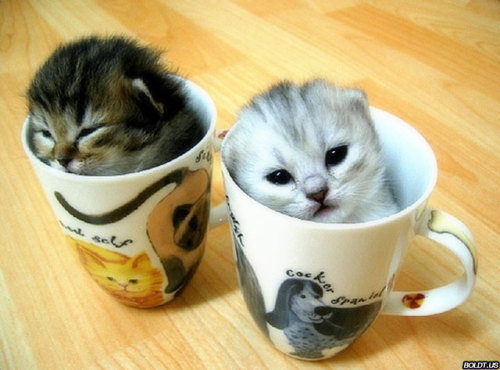 Check out these funny kittens in a mug