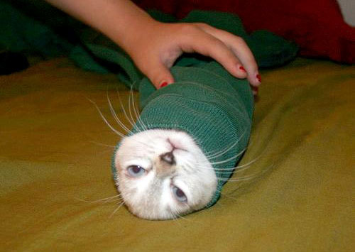 Check out this funny cat wrap