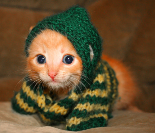 Check out this funny cat in a sweater