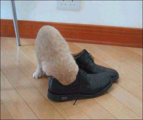 Check out this funny cat investigating a shoe