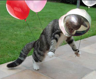 Check out this funny astronaut cat..