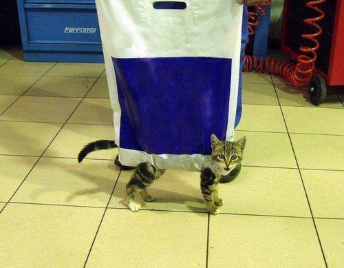 Check out this funny cat.. it was on sale