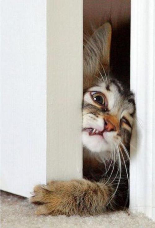 Check out this funny cat.. 