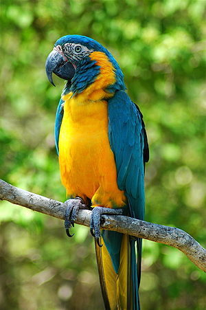 macaw Avatar