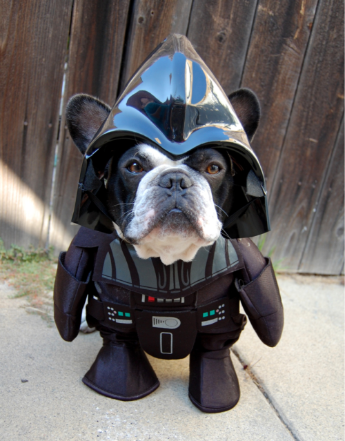 You underestimate the power of the bark side. I will poop on you!