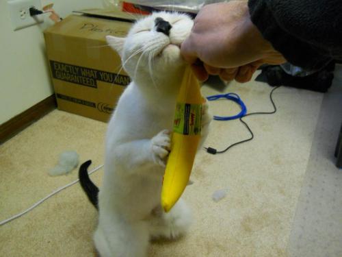 Check out this funny cat and his favourite banana