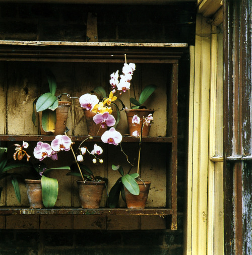 thisivyhouse:

Orchid shelf
