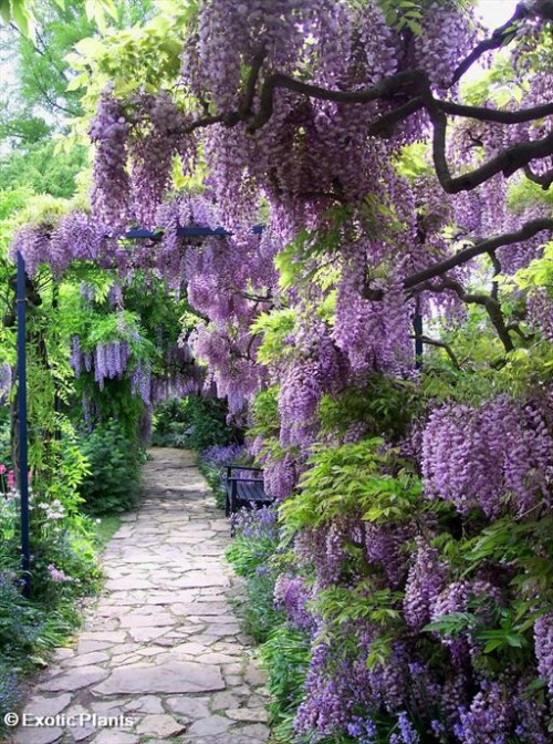 dyingofcute:

stunning wisteria path
