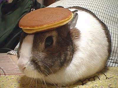 bunnies and MFing pancakes.