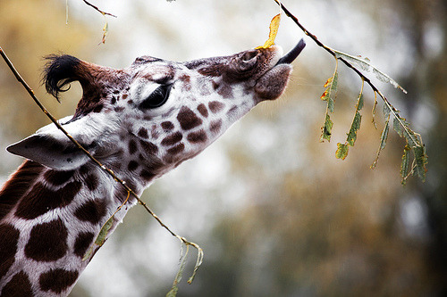 torace:

giraffe calf | out of reach (by Adam Foster | Codefor)
