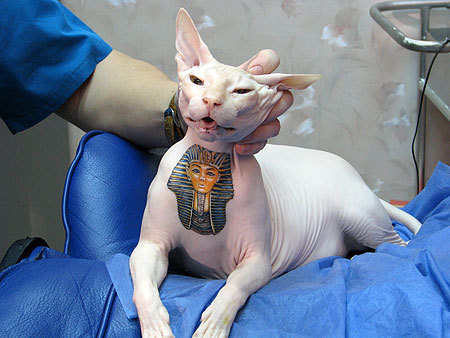 Outlaw Vanity Tattoos For Cats Please sign this petition sick 