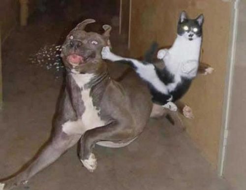 funniestever:

Kung fu cat 

