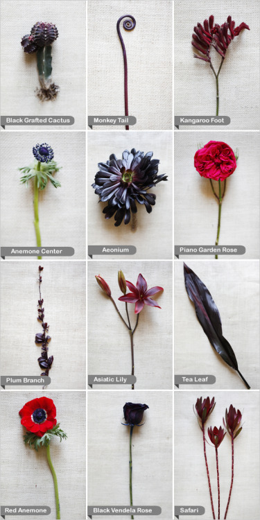 bride2be:

(via Black And Red Wedding Flowers)
i know, black flowers sound kind of morbid and gothic, but look at these flowers, they are gorgeous!
