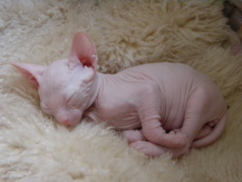 newborn sphynx kittens