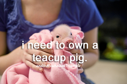 What are some tips for adopting a baby teacup piglet?