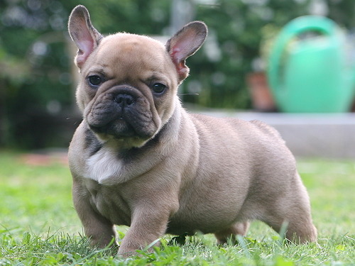 cute french bulldog